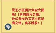 灵芝小区图片大全大图集(【精美图片合集】各式各样的灵芝小区纵横交错，美不胜收！)