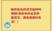刚开始长的灵芝能种吗视频(教你如何自家种植灵芝，拥有健康好生活！)