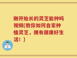 刚开始长的灵芝能种吗视频(教你如何自家种植灵芝，拥有健康好生活！)