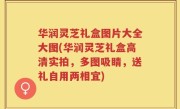 华润灵芝礼盒图片大全大图(华润灵芝礼盒高清实拍，多图吸睛，送礼自用两相宜)