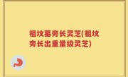 祖坟墓旁长灵芝(祖坟旁长出重量级灵芝)