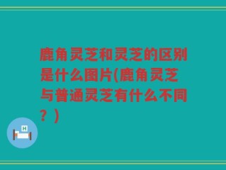 鹿角灵芝和灵芝的区别是什么图片(鹿角灵芝与普通灵芝有什么不同？)