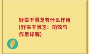 野生干灵芝有什么作用(野生干灵芝：功效与作用详解)