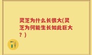 灵芝为什么长很大(灵芝为何能生长如此巨大？)