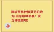 聊城莘县种植灵芝的地方(山东聊城莘县：灵芝种植胜地)