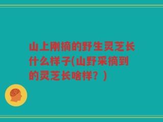山上刚摘的野生灵芝长什么样子(山野采摘到的灵芝长啥样？)