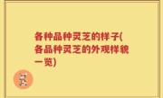 各种品种灵芝的样子(各品种灵芝的外观样貌一览)