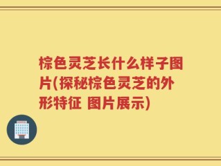 棕色灵芝长什么样子图片(探秘棕色灵芝的外形特征 图片展示)