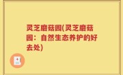 灵芝磨菇园(灵芝磨菇园：自然生态养护的好去处)