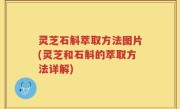 灵芝石斛萃取方法图片(灵芝和石斛的萃取方法详解)