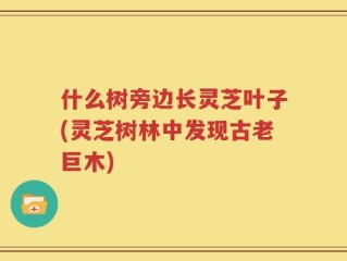 什么树旁边长灵芝叶子(灵芝树林中发现古老巨木)