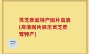 灵芝鹿茸特产图片高清(高清图片展示灵芝鹿茸特产)