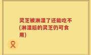 灵芝被淋湿了还能吃不(淋湿后的灵芝仍可食用)