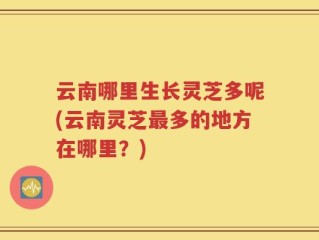 云南哪里生长灵芝多呢(云南灵芝最多的地方在哪里？)