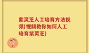 紫灵芝人工培育方法视频(视频教你如何人工培育紫灵芝)