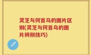 灵芝与何首乌的图片区别(灵芝与何首乌的图片辨别技巧)