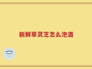 新鲜草灵芝怎么泡酒