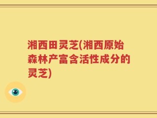 湘西田灵芝(湘西原始森林产富含活性成分的灵芝)