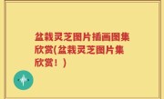 盆栽灵芝图片插画图集欣赏(盆栽灵芝图片集欣赏！)