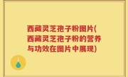 西藏灵芝孢子粉图片(西藏灵芝孢子粉的营养与功效在图片中展现)