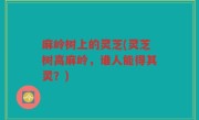 麻岭树上的灵芝(灵芝树高麻岭，谁人能得其灵？)