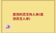 崖顶的灵芝和人参(崖顶灵芝人参)