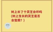 树上长了个灵芝会坏吗(树上生长的灵芝是否会变质？)