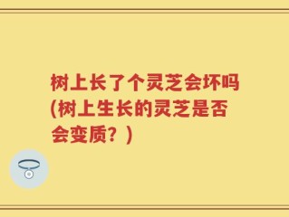 树上长了个灵芝会坏吗(树上生长的灵芝是否会变质？)