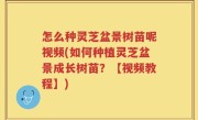 怎么种灵芝盆景树苗呢视频(如何种植灵芝盆景成长树苗？【视频教程】)