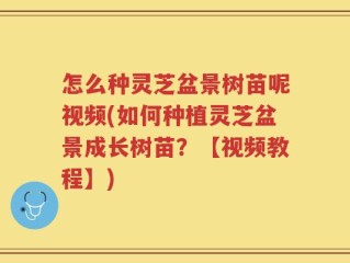 怎么种灵芝盆景树苗呢视频(如何种植灵芝盆景成长树苗？【视频教程】)