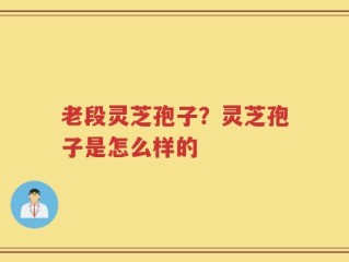 老段灵芝孢子？灵芝孢子是怎么样的