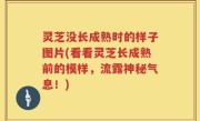 灵芝没长成熟时的样子图片(看看灵芝长成熟前的模样，流露神秘气息！)