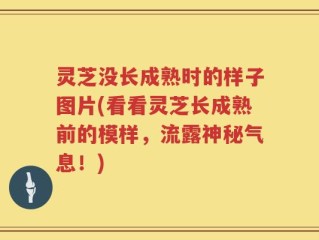 灵芝没长成熟时的样子图片(看看灵芝长成熟前的模样，流露神秘气息！)