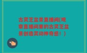 古灵芝盆景直播间(观察直播间里的古灵芝盆景创造灵动神奇感！)