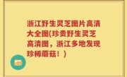 浙江野生灵芝图片高清大全图(珍贵野生灵芝高清图，浙江多地发现珍稀蘑菇！)