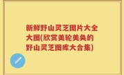 新鲜野山灵芝图片大全大图(欣赏美轮美奂的野山灵芝图库大合集)