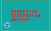 黑灵芝生长需求图片(黑灵芝如何生长？必看生长需求图解！)