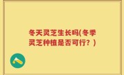 冬天灵芝生长吗(冬季灵芝种植是否可行？)