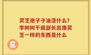 灵芝孢子子油漆什么？李树树干底部长出像灵芝一样的东西是什么
