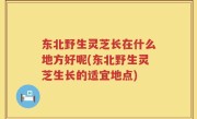 东北野生灵芝长在什么地方好呢(东北野生灵芝生长的适宜地点)