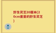 野生灵芝20厘米(20cm重量的野生灵芝)