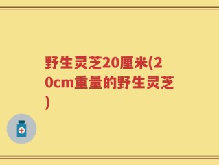 野生灵芝20厘米(20cm重量的野生灵芝)