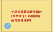 中药材简笔画灵芝图片(草木灵芝：药材简笔画与图片详解)