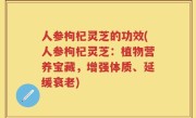 人参枸杞灵芝的功效(人参枸杞灵芝：植物营养宝藏，增强体质、延缓衰老)