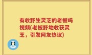 有收野生灵芝的老板吗视频(老板野地收获灵芝，引发网友热议)