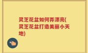灵芝花盆如何弄漂亮(灵芝花盆打造美丽小天地)
