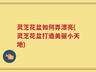 灵芝花盆如何弄漂亮(灵芝花盆打造美丽小天地)