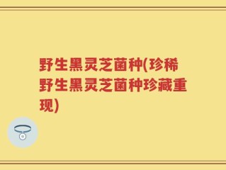 野生黑灵芝菌种(珍稀野生黑灵芝菌种珍藏重现)