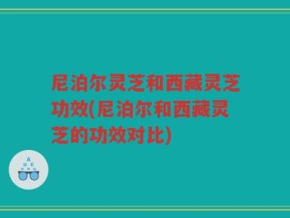 尼泊尔灵芝和西藏灵芝功效(尼泊尔和西藏灵芝的功效对比)