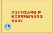 灵芝石斛怎么种植(种植灵芝石斛的方法及注意事项)